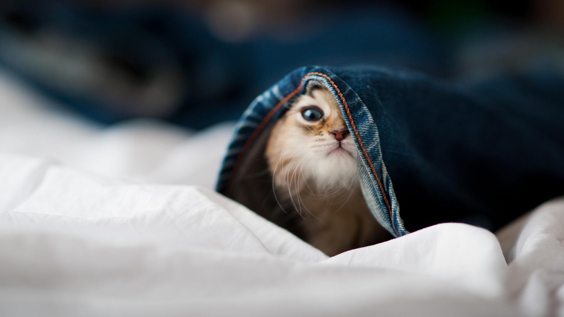 英超：布莱顿1-2不敌埃弗顿，失利影响积分目标，英超布莱顿对埃弗顿