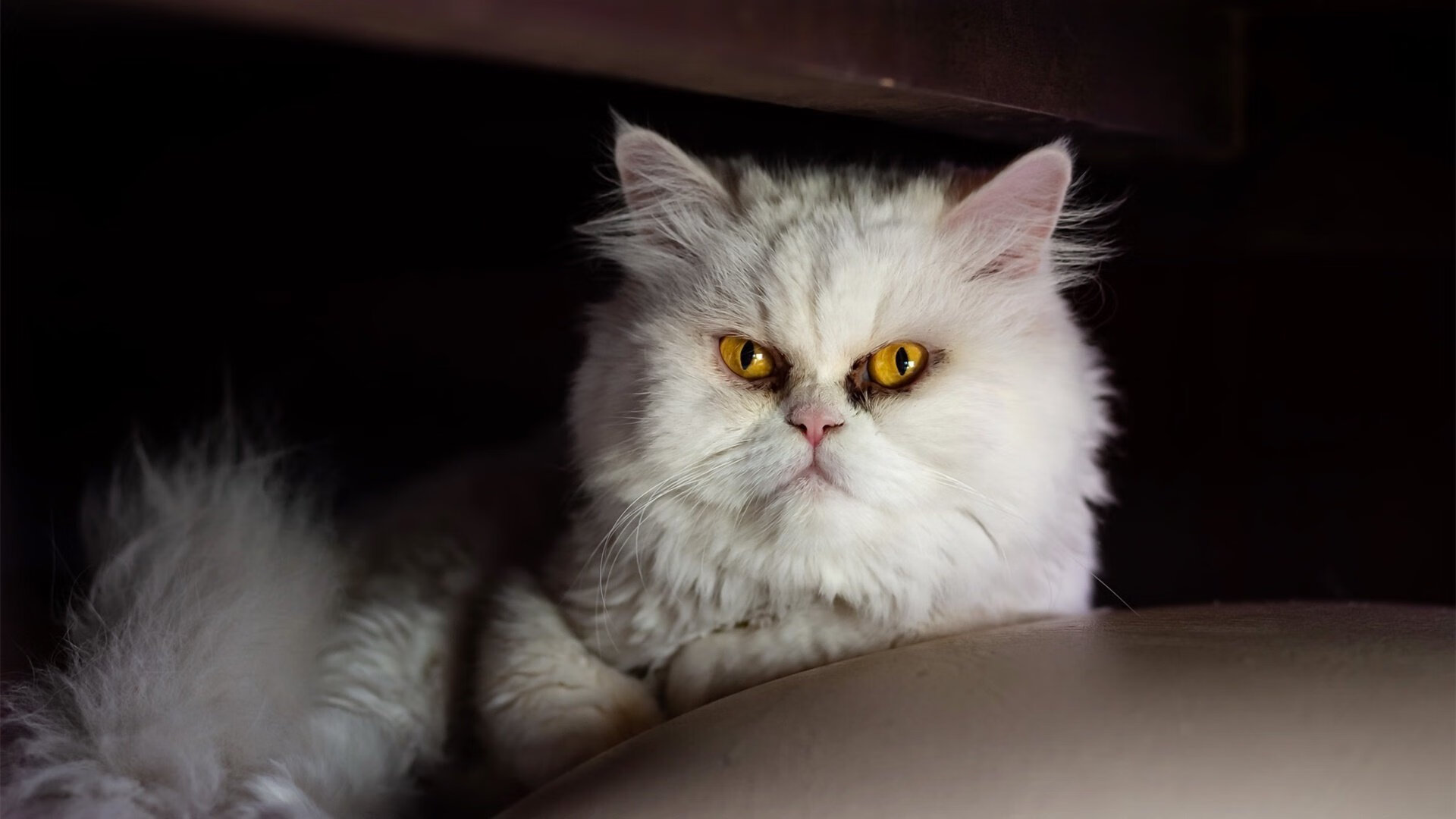 亚历山大·萨尔（Alex Sarr）被华盛顿奇才队选中，亚历山大冈萨雷斯