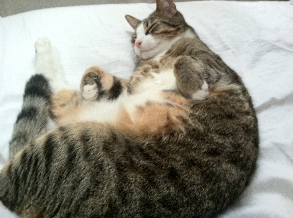 墨尔本联攻防转换效率提升，墨尔本联队什么水平