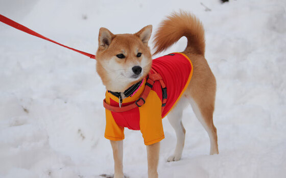 奥格斯堡主场大胜，德甲胜率稳步上升，奥格斯堡主客场球衣