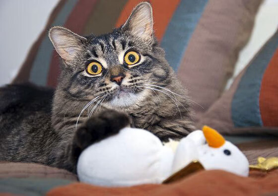 意大利球队是否应在欧战中扮演更大角色，意大利球队名单公布