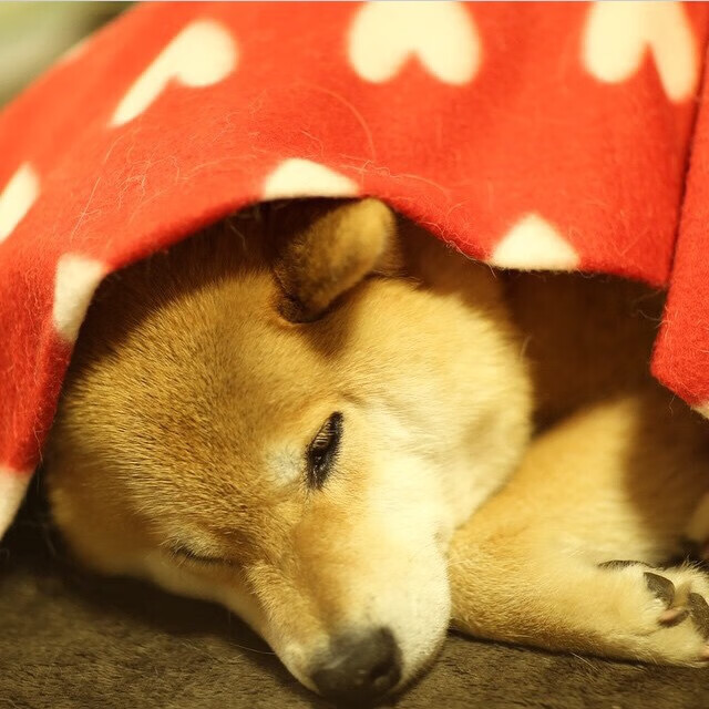 东亚杯国足逆袭 球员战术执行到位，东亚杯国足逆袭 球员战术执行到位的是谁