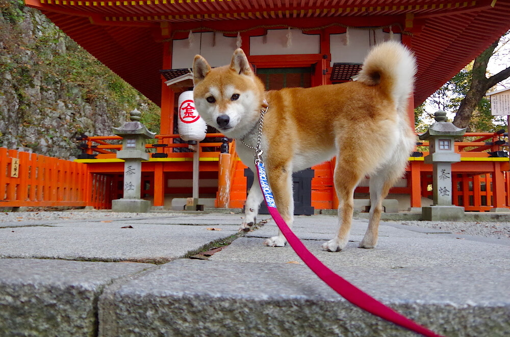 开云官网-关键转身动作数据背后的技术要点，转身动作包括