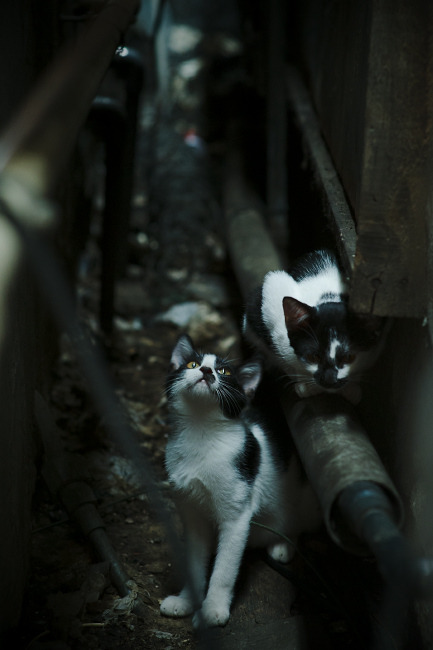 印度队在2024年世界杯中的全新阵容与出色表现,印度世界杯退赛