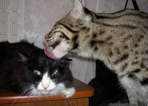 印度队未来发展战略：推动本土选手走向世界，印度队伍