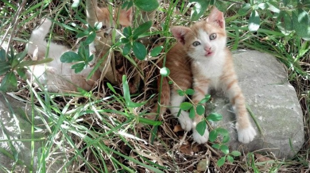 Kaiyun APP-场馆温控节能系统试点实现能耗数据公开，室内场馆温度标准