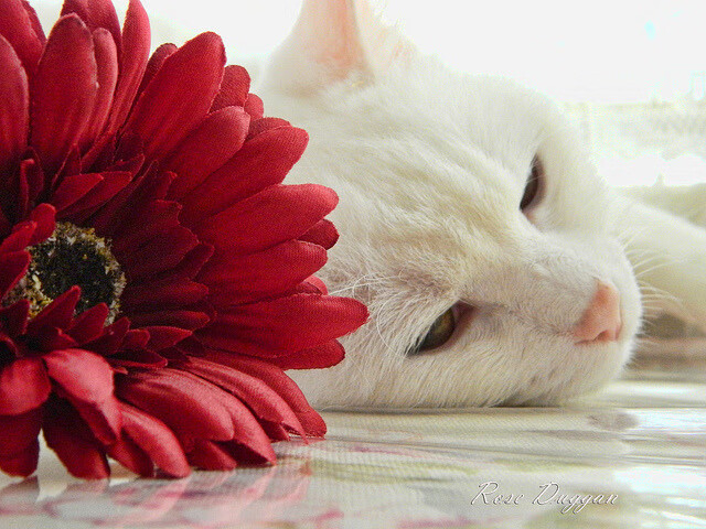 美国队赛制评析:如何最大化团体赛制的优势,美国队小组赛对手