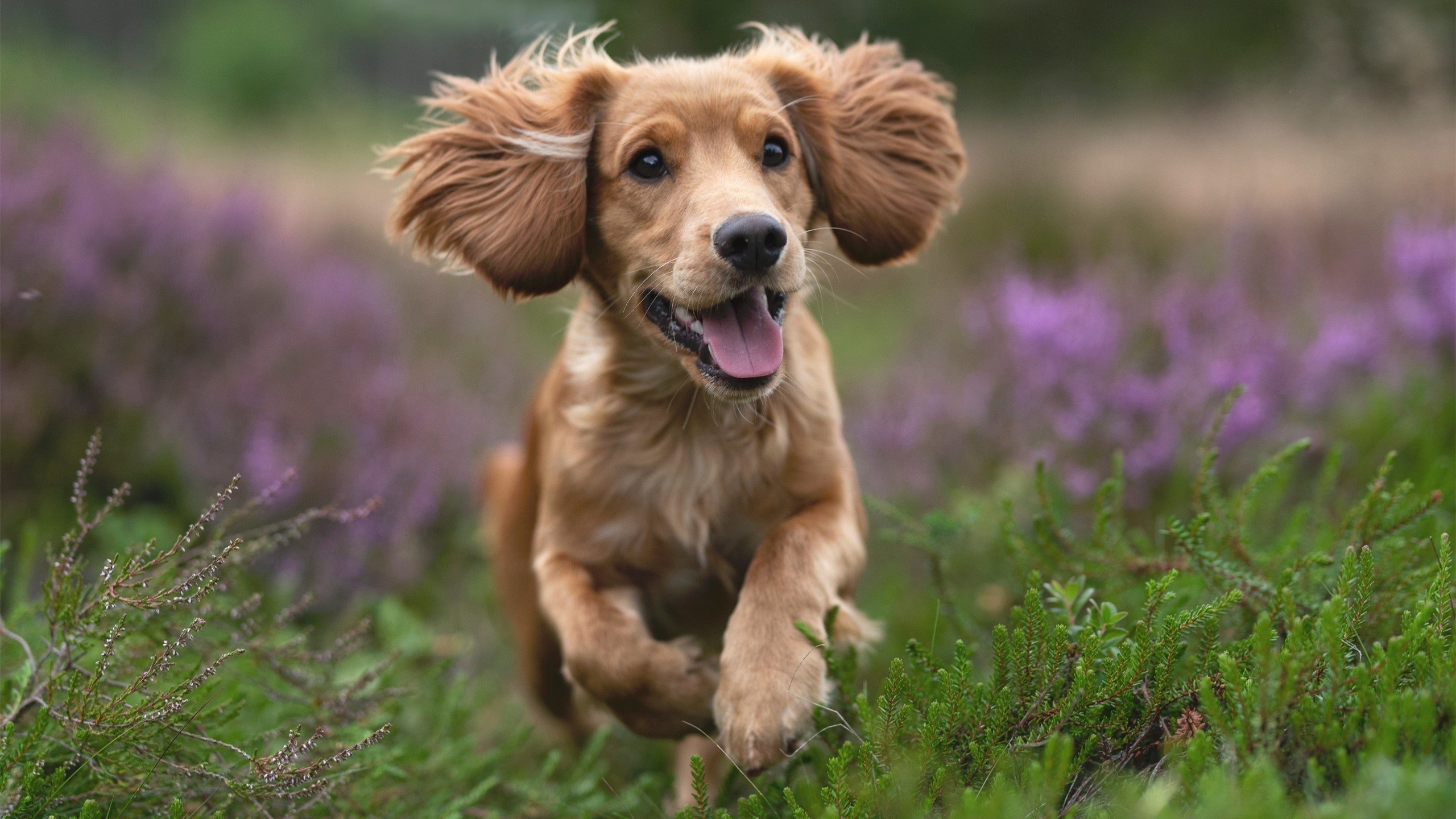 世界杯永恒经典:那些令人热血沸腾的瞬间,世界杯超燃视频