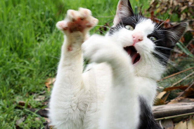 公牛球队文化建设走进校园赢得各界认可，公牛球队介绍