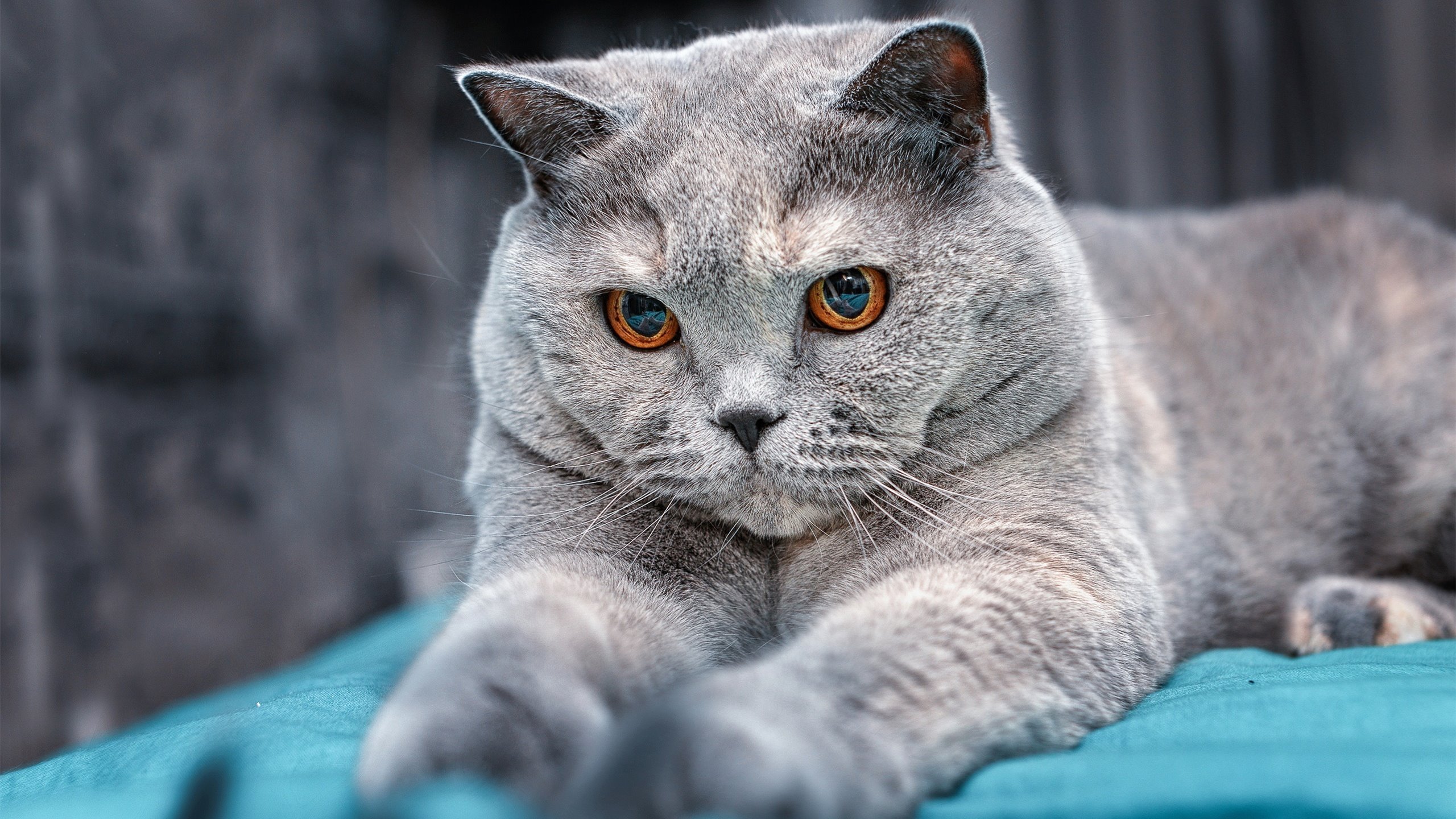 塞内加尔男篮在非洲锦标赛中奋力拼搏,争夺冠军荣耀,塞内加尔男篮名单