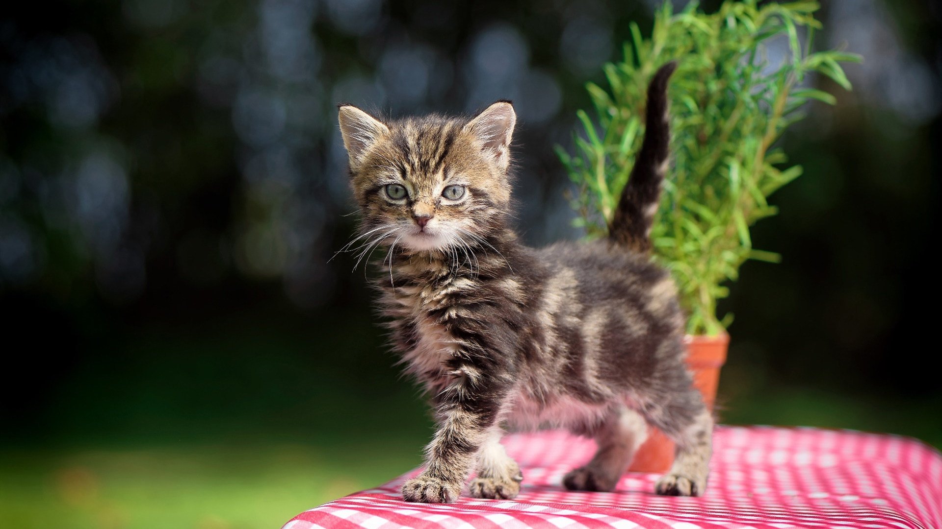 开云中国-灰熊主力缺阵轮换阵容得到更多机会，灰熊阵容2020