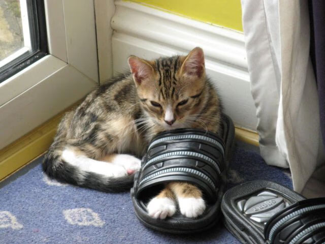 跳水半决赛希腊再度晋级，希腊跳远选手